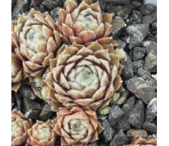 Sempervivum ROSA MÄDCHEN