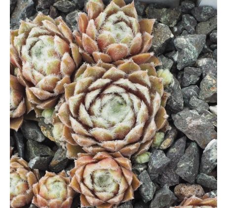 Sempervivum ROSA MÄDCHEN