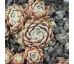 Sempervivum ROSA MÄDCHEN