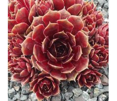 Sempervivum ROSANNA