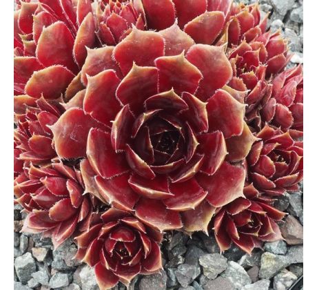 Sempervivum ROSANNA