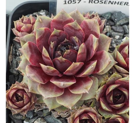 Sempervivum ROSENHERZ