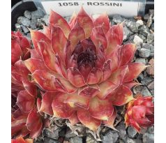 Sempervivum ROSSINI
