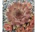 Sempervivum ROTSCHWÄNZCHEN