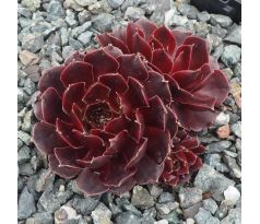 Sempervivum RUBIKON IMPROVED