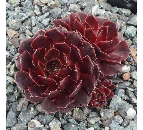 Sempervivum RUBIKON IMPROVED