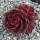 Sempervivum RUBIKON IMPROVED