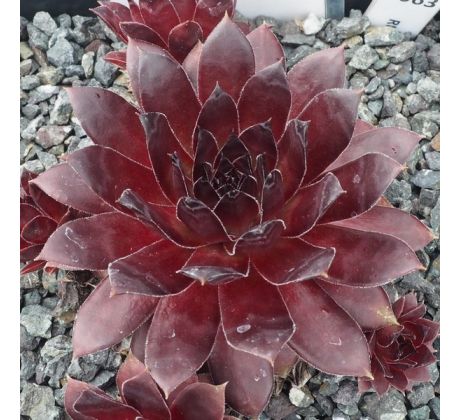 Sempervivum RUBY PORT