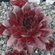 Sempervivum RUBY PORT