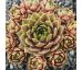Sempervivum SAGUNTUM