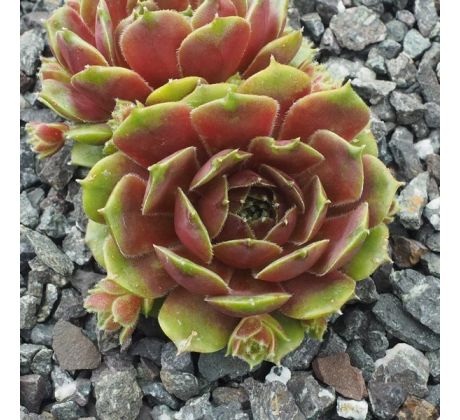 Sempervivum GRÜNSCHNABEL