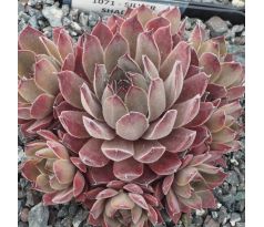 Sempervivum SILVER SHADOW
