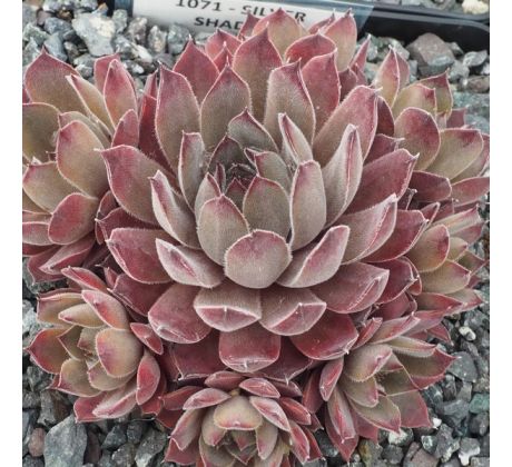 Sempervivum SILVER SHADOW