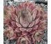Sempervivum SILVER SHADOW