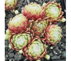 Sempervivum SHANDY