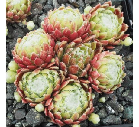 Sempervivum SHANDY