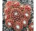 Sempervivum SILL`S WUNDERBLUME