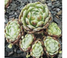 Sempervivum SNEEUWWITJE