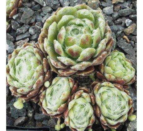 Sempervivum SNEEUWWITJE