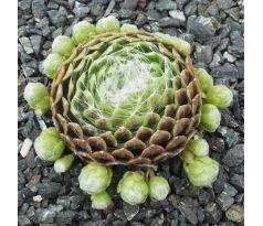 Sempervivum SNOW BALL