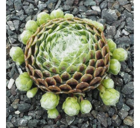 Sempervivum SNOW BALL