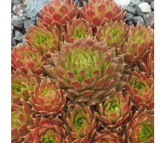 Sempervivum SONNENKUSS