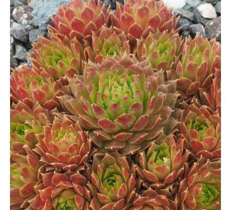Sempervivum SONNENKUSS
