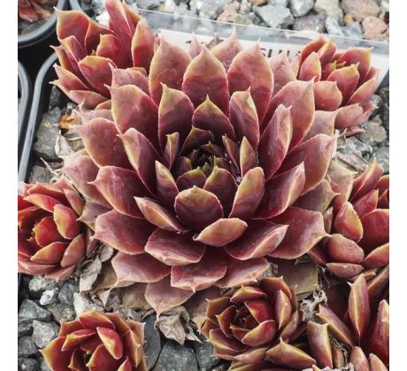 Sempervivum SULEIMAN
