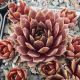 Sempervivum SULEIMAN