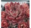 Sempervivum SUPERB BLUE