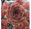Sempervivum SWEET BROWN SUGAR
