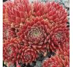 Sempervivum SWEET LITSCHI