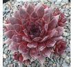 Sempervivum SWEET SCHERRY
