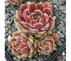 Sempervivum TARANTULA