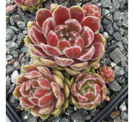 Sempervivum TARANTULA