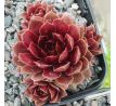 Sempervivum TIEFPUNKT