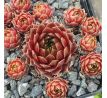 Sempervivum TINA`S FAVORIT