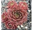 Sempervivum TONIA