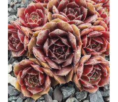 Sempervivum TUULIKKI