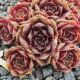 Sempervivum TUULIKKI