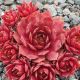 Sempervivum VIKING