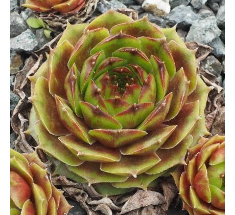 Sempervivum WALDMEISTER