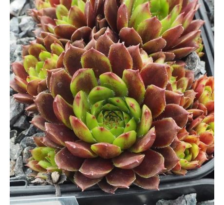 Sempervivum WINTERLEUCHTEN