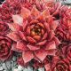 Sempervivum WIRBELSTURM
