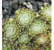 Sempervivum WOLLLAUS