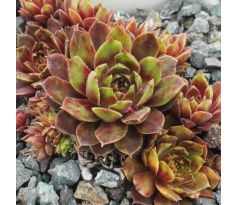 Sempervivum WÜSTENLACK