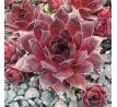 Sempervivum XAVERIA