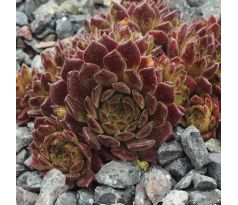 Sempervivum ZWERGENGNOM