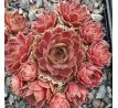 Sempervivum ZWIELICHT