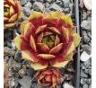 Sempervivum CHRISTMAS TIME